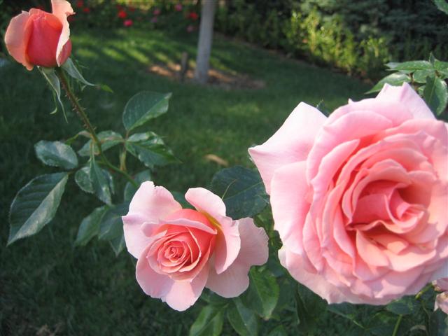 Rosa hybrid 'Tournament of Roses'